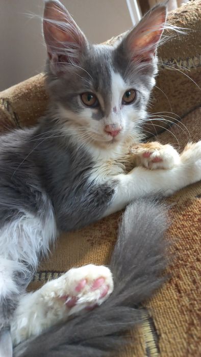 Miziasty niebiesko-biały kocurek Maine Coon PZF