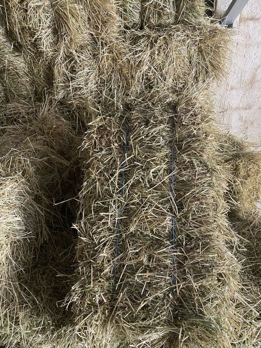 Fardos de azevem (2025)