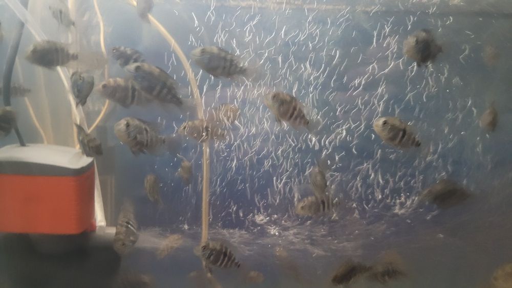 Акара бірюзова (мальок)