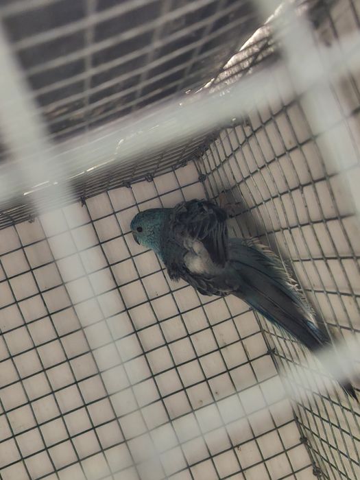 Red rumped para troca