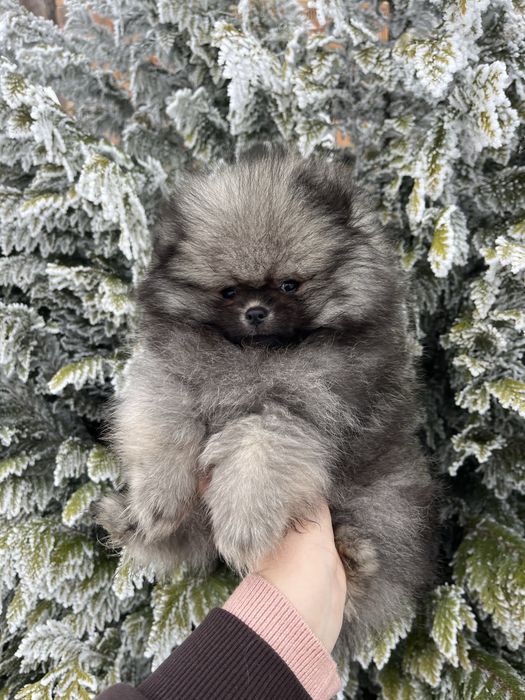 Померанський шпіц хлопчик