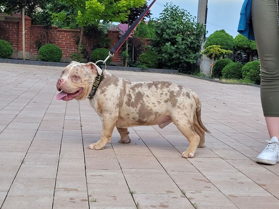 American bully LOUIS-V pies dorosly