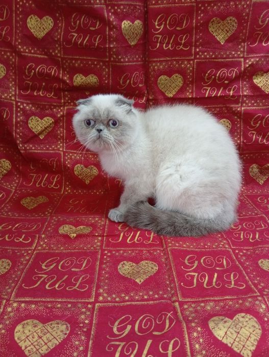 котик фліпер висловухий