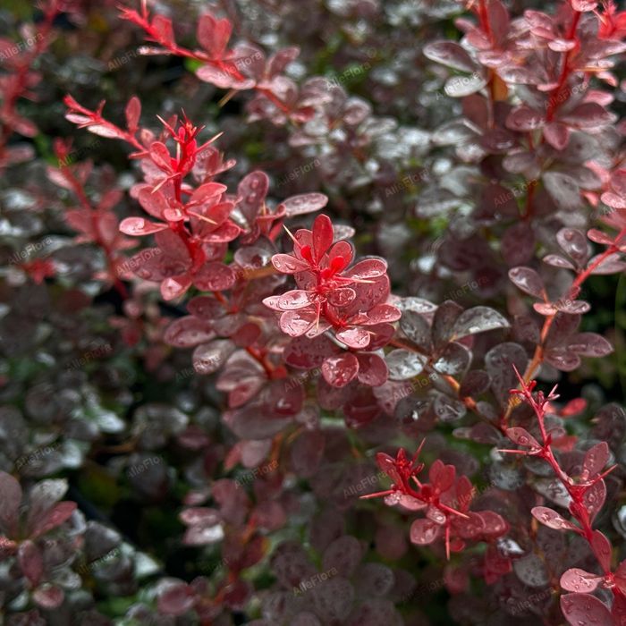 Berberys Thunberga 'Dart's Red Lady' (Berberis thunbergii) Poj. 2.0L