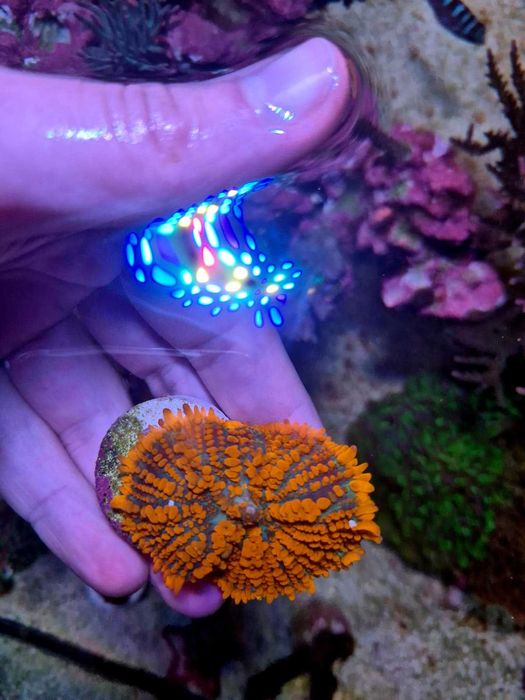 Corais moles, ricordea e rhodactis