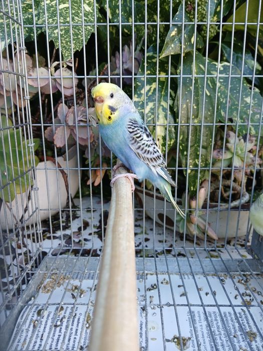 Periquitos Várias Mutações