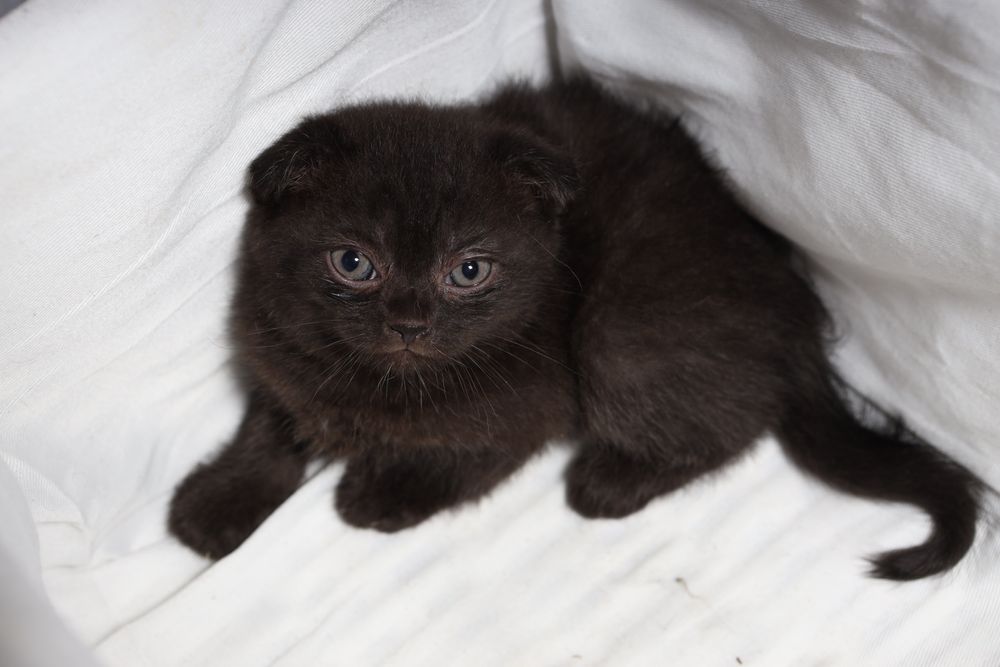 скотіш- фолд.висловухий хлопчик.чорний
