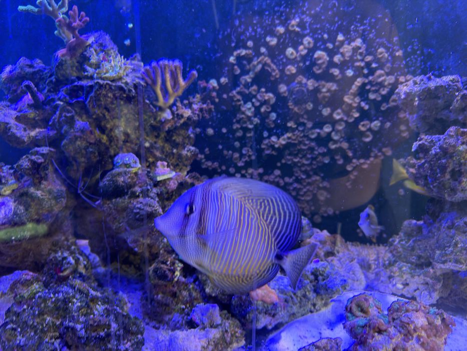 Zebrasoma desjardinii duza