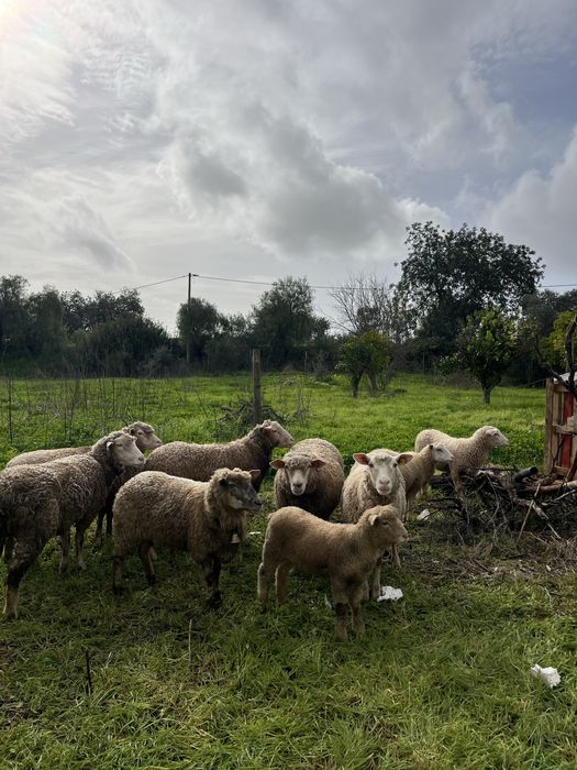 Ovelhas novas para venda