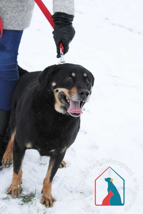 Ma wspaniały charakter - kocha ludzi, bawi się i wygłupia - adoptuj