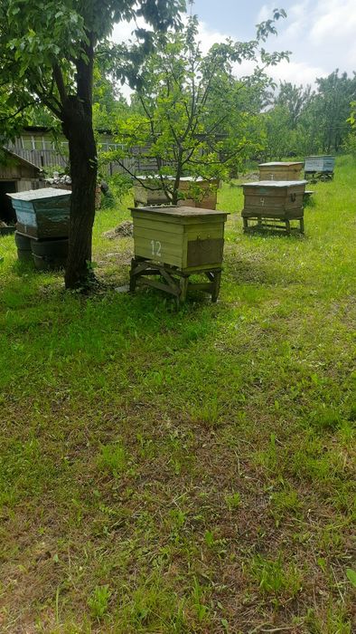 Продам бложи сім'ї гарантія 100%