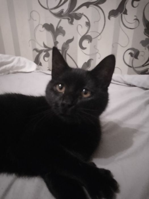 Кішка чорна безприхисту