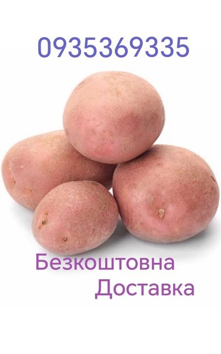 Картошка Картофель Бульба свою домашня Белла Росса є БЕЗКОШТОВНА Доставка, підйом на поверхи
