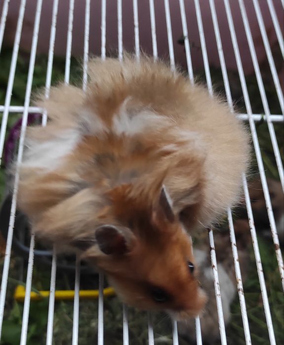 Хом'яки королівські, ангорські