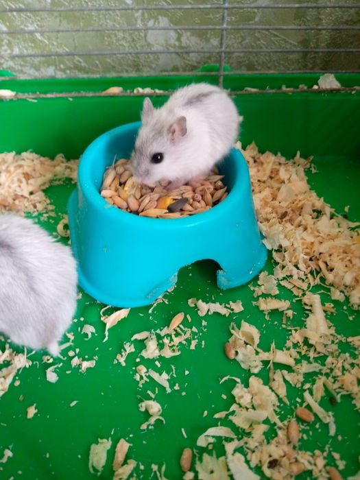 Хомячки Кременчуг