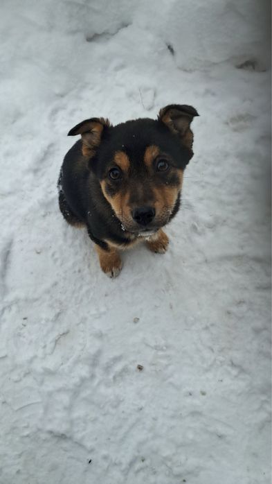 Віддам в добрі руки