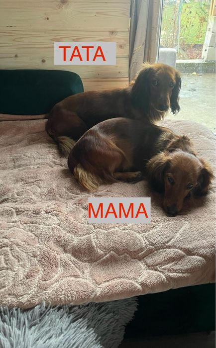 Jamnik miniaturowy długowłosy