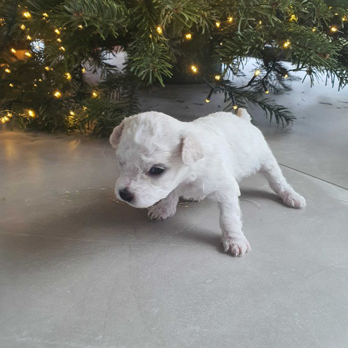 Szczeniaczek Bichon Frise
