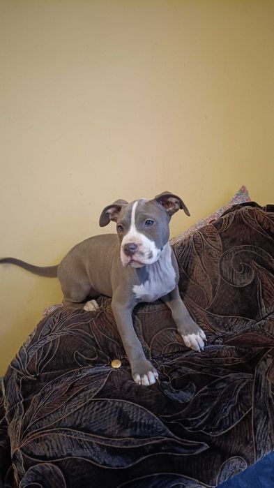 Amstaff błękitny samiec blue