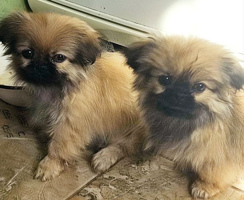 Продам цуценят пекінеса