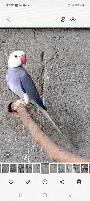 Ring necks varias mutações declaração cedência