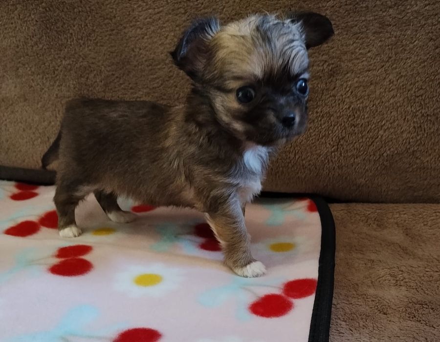 Chihuahua suczka