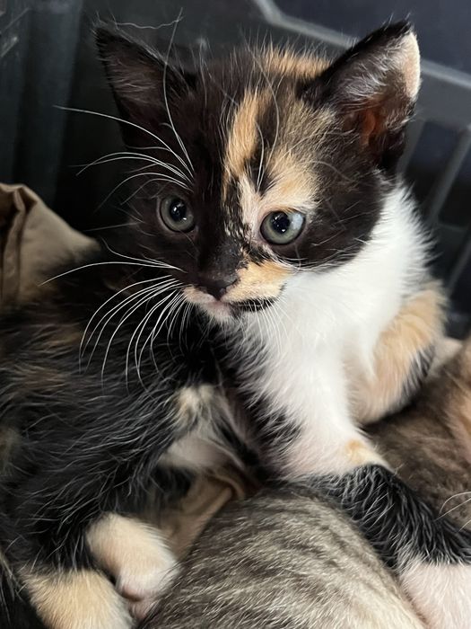 Котенята в добрі руки