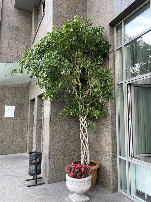 Фікус Бенджаміна (2)