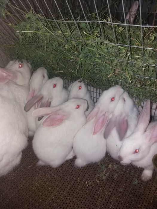 Продам Кролі "Хіплус" на плем'я.