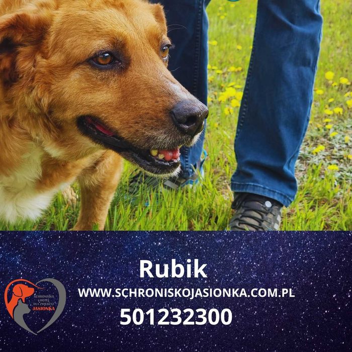 RUBIK do adopcji – Schronisko Jasionka