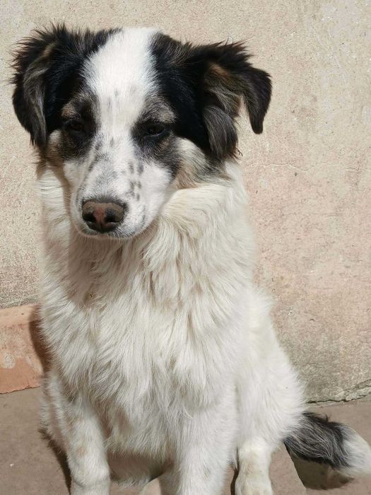 Szczeniak do adopcji