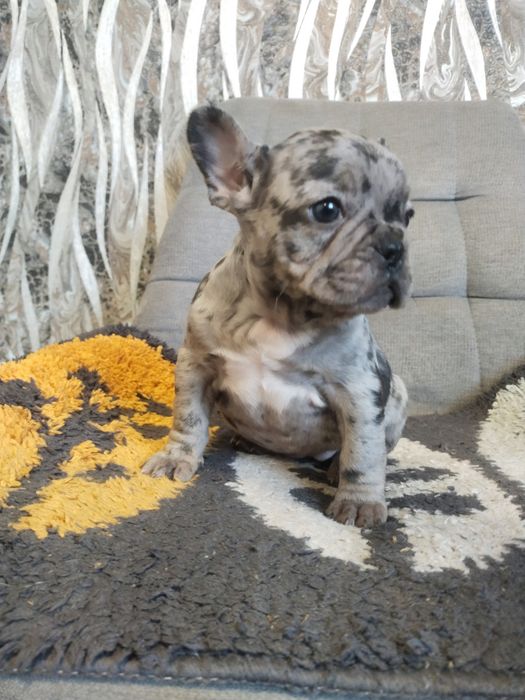 В пошуках родини