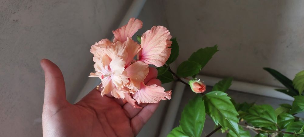 Заміокулькас,  спатіфілум, фікуси, сроманта, гібіскус