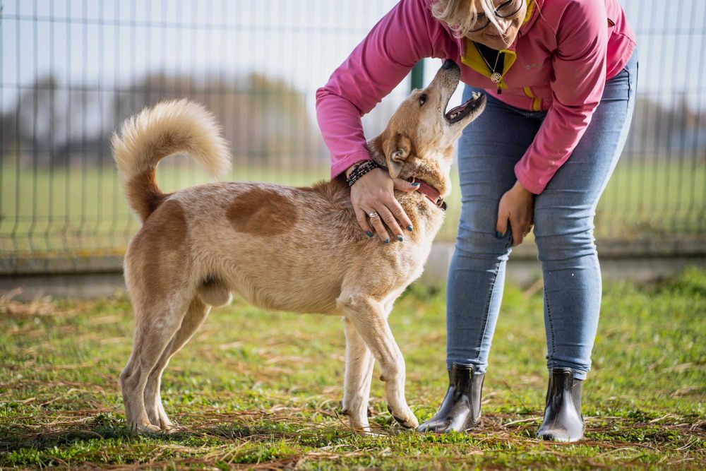 Bingo do adopcji! Pies szuka domu!