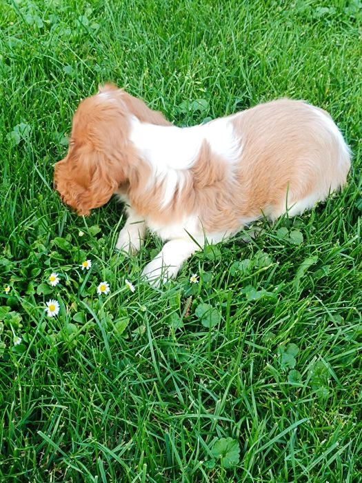 Cavaljer King Charles Spaniel (Piesek)