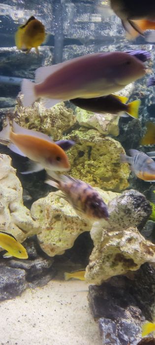 Wapień filipiński 12kg