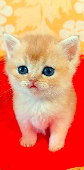 Шотландские котята (ЗОЛОТАЯ ШИНШИЛЛА)