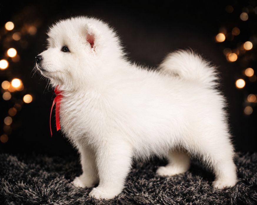 * * * Samoyed * * *