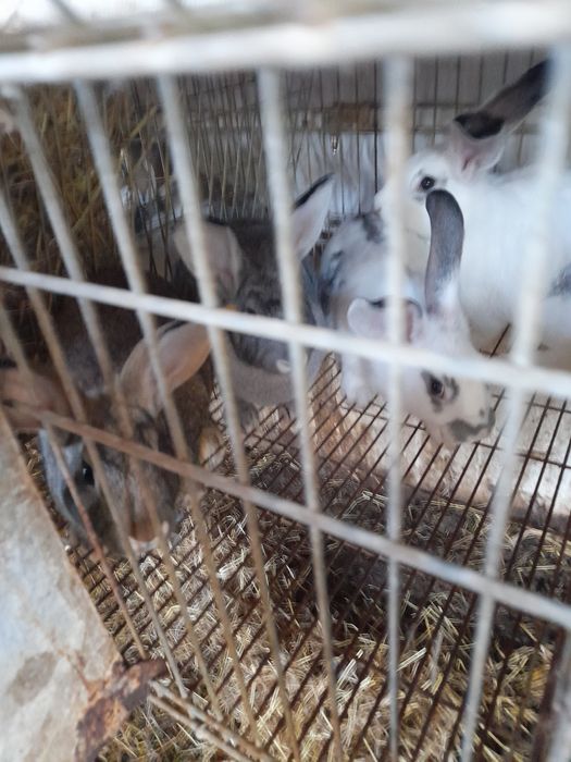 Coelhos caseiros arranjados 20€