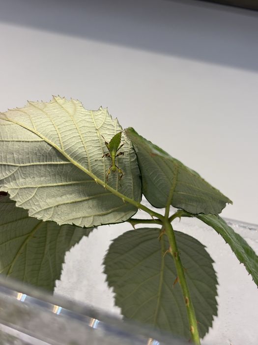 Zamienię młode Phyllium tataba (najlepiej za isopody)