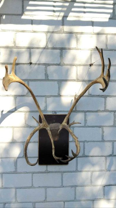 Роги оленів Великі дві пари