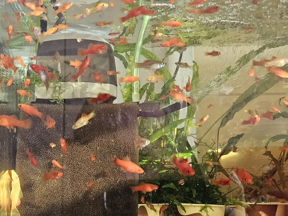 Sprzedam młode mieczyki