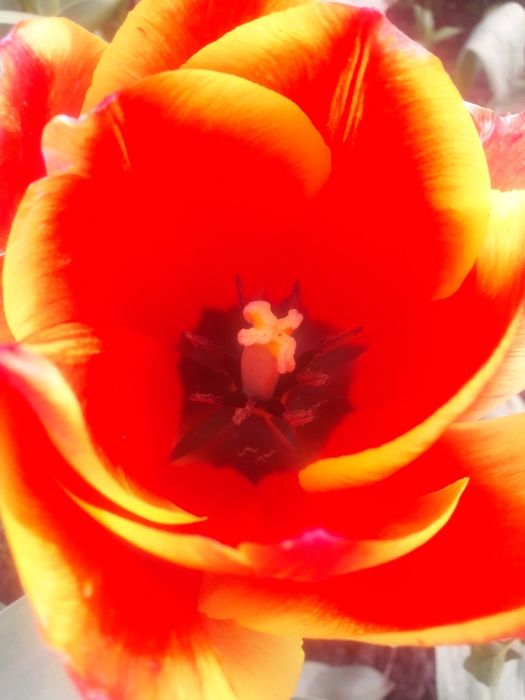 Лимоное дерево с плодами и без!