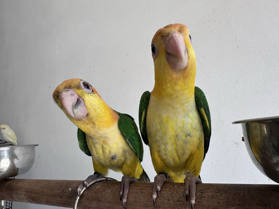 Casal de Marianinhas de Cabeça Canela 2026