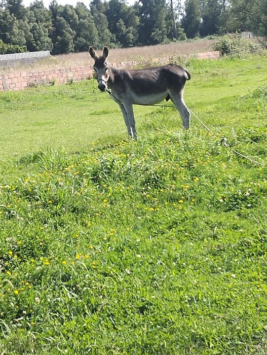 Vendo burro inteiro
