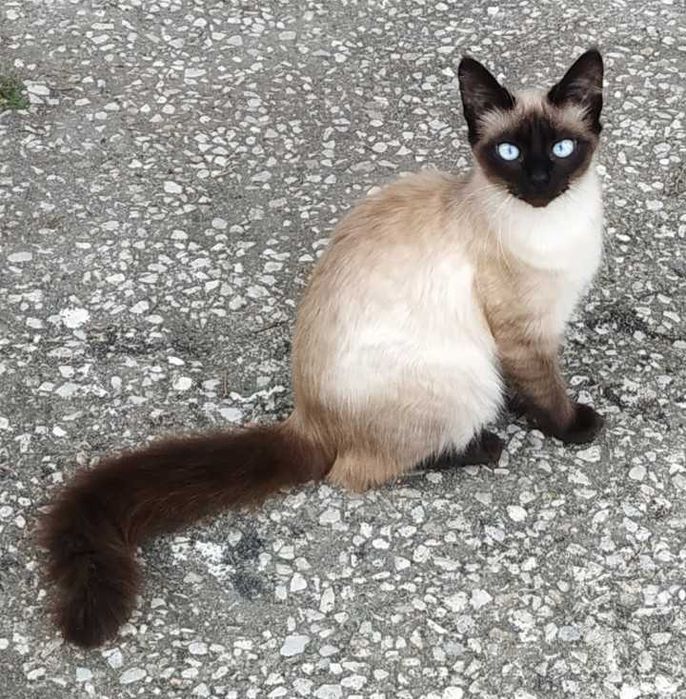 Gatinhos siamês bebés