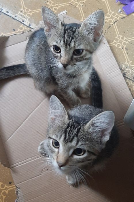 Котята ищут дом, бесплатно.