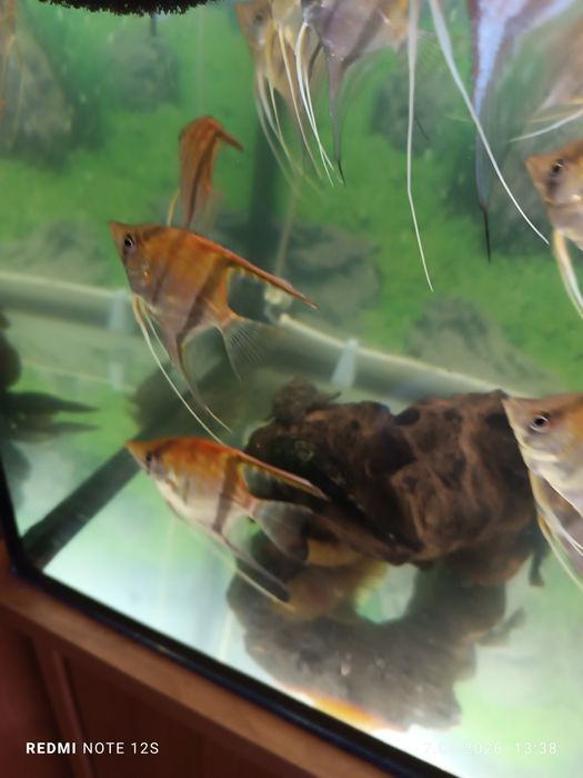 Młode skalary Manacapuru