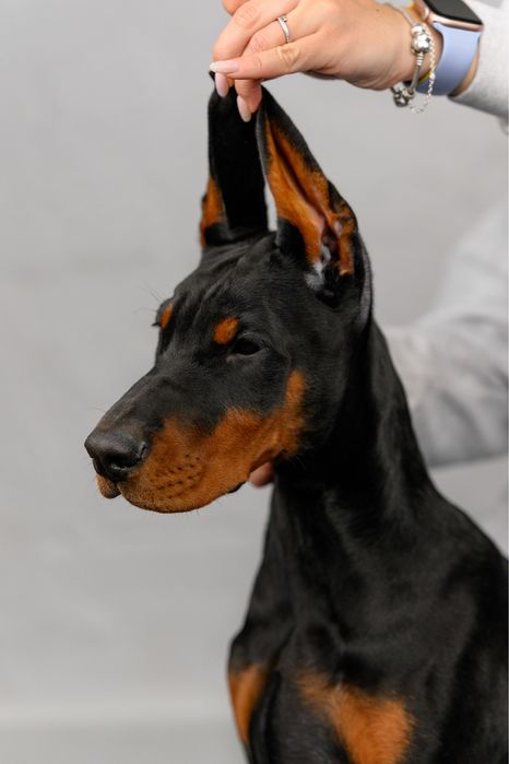 Доберман, 3,5 місяці, КСУ (FCI)