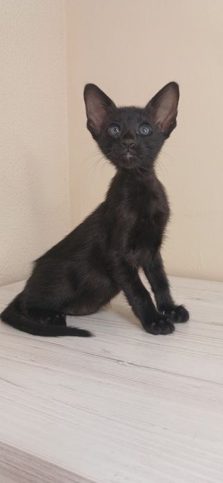 Чорний орієнтальний хлопчик